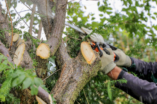 Baumf�llungen und Baumbeschneidungsarbeiten