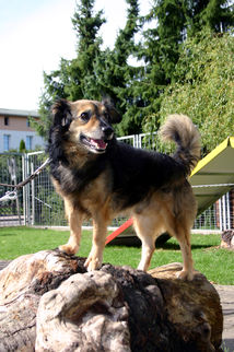 Hund Jerry, m&auml;nnlich, 9 Jahre, Terrier, lebhaft, freundlich, verschmusst