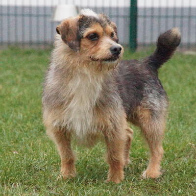 Terrier-Mix Charly