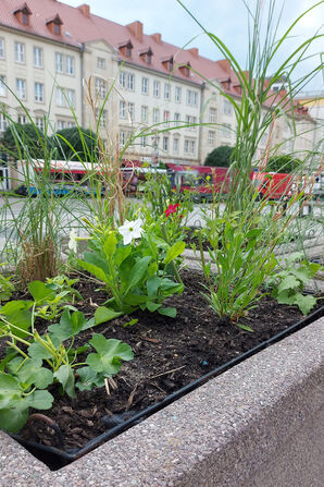 Bild vergr&ouml;&szlig;ern: Blumenk&uuml;bel auf dem Alten Markt